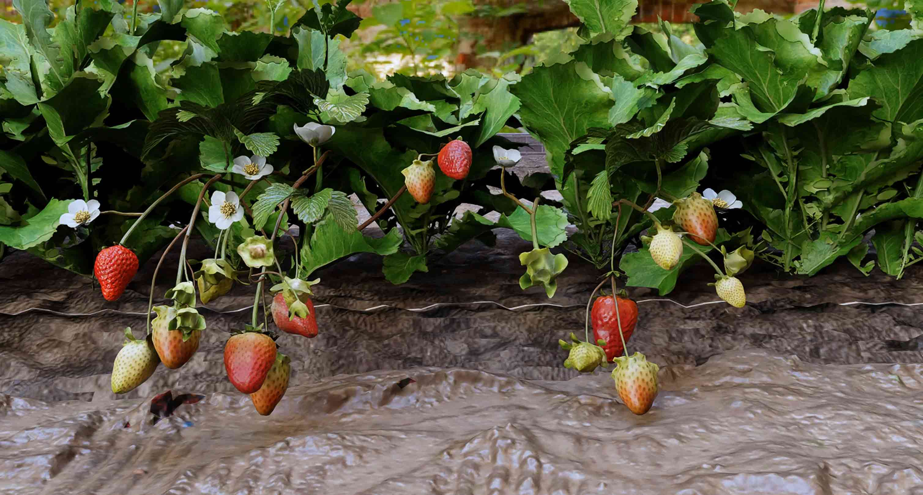 Strawberry Harvest Simulation
